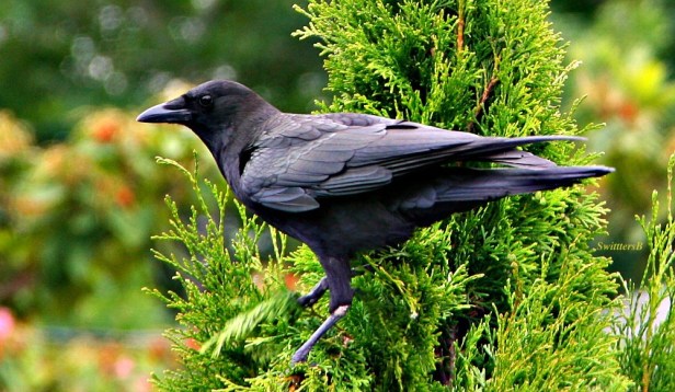 photography-birds-common crow-crow-SwittersB
