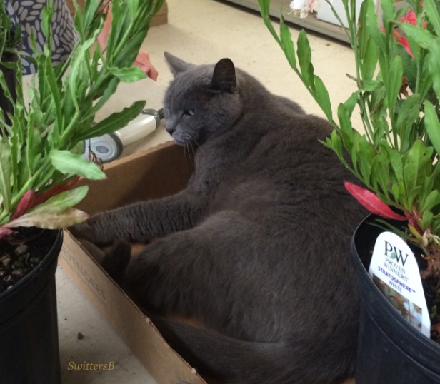 photography-cats-humor-SwittersB