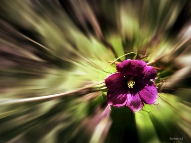 photography-clematis-gardening-flowers-SwittersB