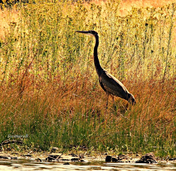 photography-crane-bird-wildlife-telephoto-SwittersB