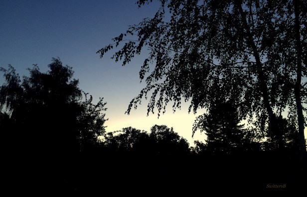 photography-dusk-trees-backlit-SwittersB