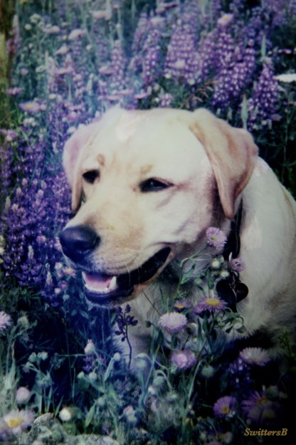 photography-Emma Louise-Yellow Lab-Pets-Death-SwittersB