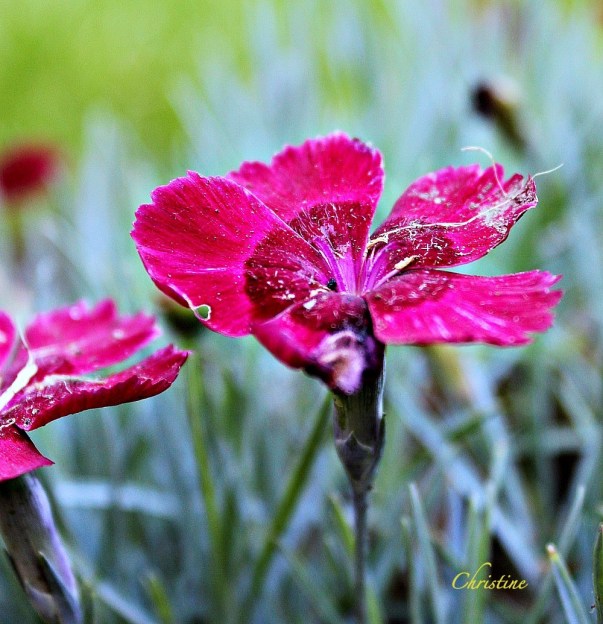 photography-flower-macro-Christine Kelly-SwittersB