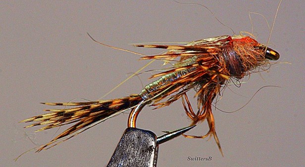 Photography-Macro-Lightning Bug-Calibaetis Nymph-SwittersB