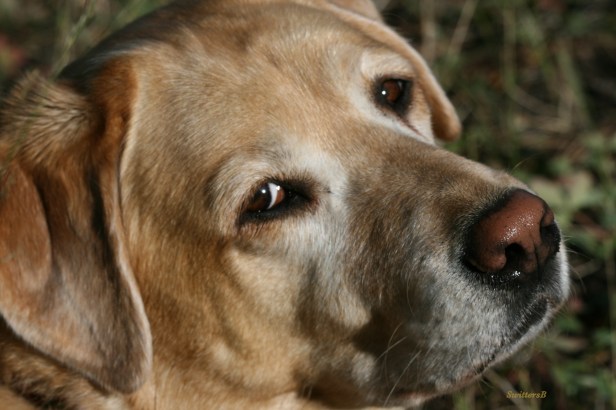 Photography-Pets-Yellow Lab-SwittersB-Emma Louise-Grief