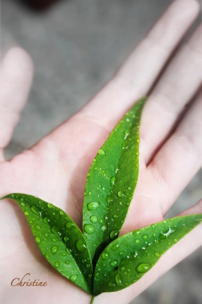 photography-water droplets-Christine-Perfect Amity