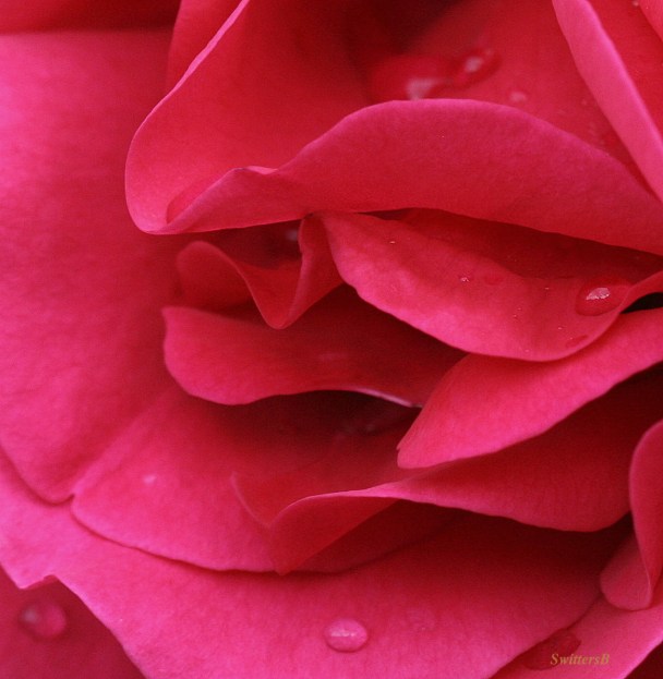 rose petals-macro-photography-red rose-garden-SwittersB