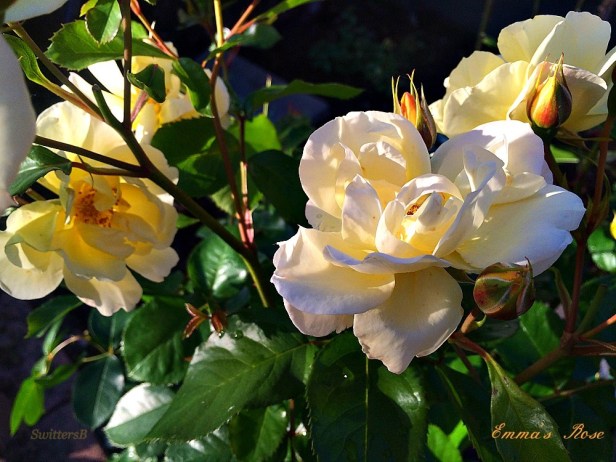 Roses-Photography-Flowers-Gardening-Emma's Rose-SwittersB