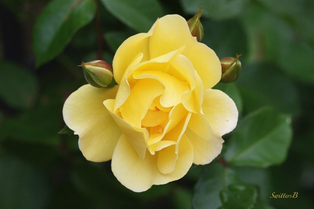 roses-photography-SwittersB-yellow-garden-beauty