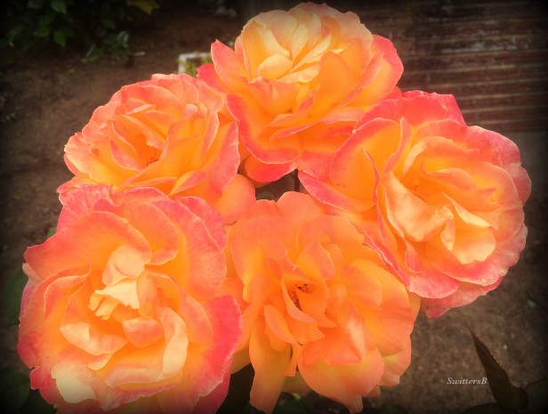 Roses-Pop the Cork-Garening-SwittersB-Photography