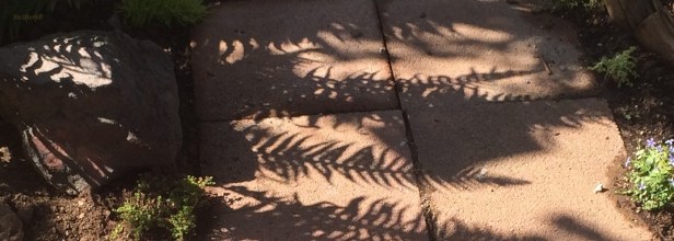 shadows-ferns-garden-photography-walkway-SwittersB