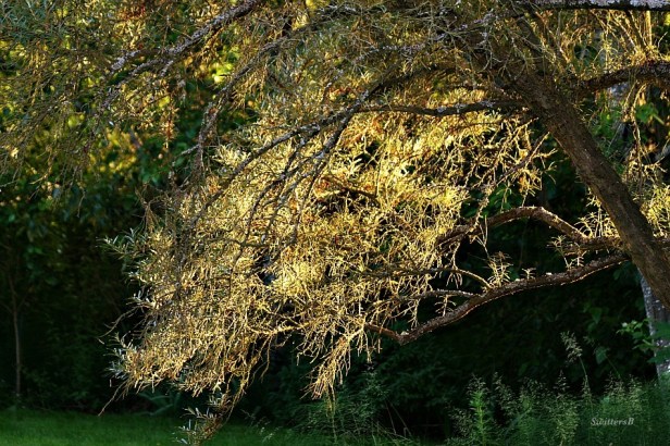 Sunshine-Tree-Glow-Nature-Photography-SwittersB