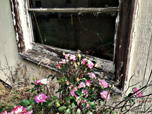 SwittersB-Rose-Old Window-Neglect-Rural