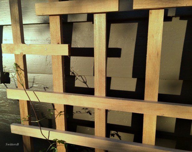 trellis-shadows-clematis-sunset-SwittersB