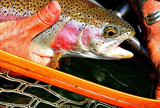 Trout-Kamloops Trout-Photography-Fly Fishing-Bucky-SwittersB