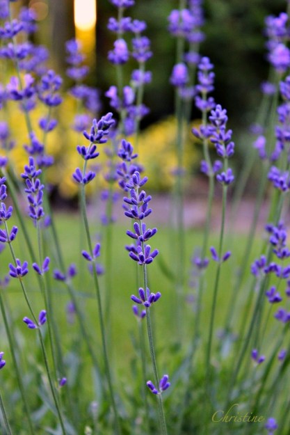 wildflowers-Christine Kelly-photography-SwittersB-nature