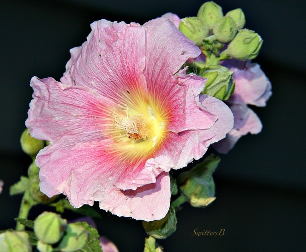 Alcea-Hollyhocks-Mallow-Gardening-Photography-SwittersB