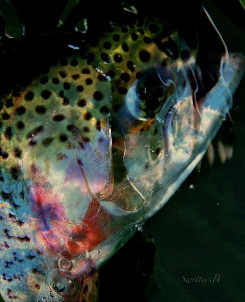 blush--rainbow trout-trout-photography-water-SwittersB
