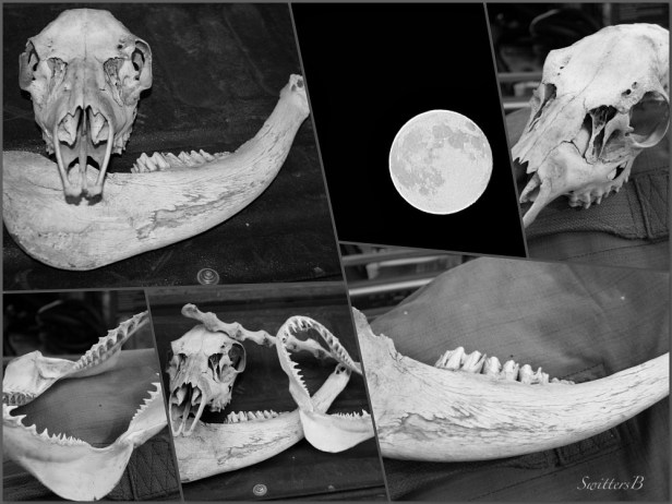 Bones-Moon-Camping-Photography-SwittersB