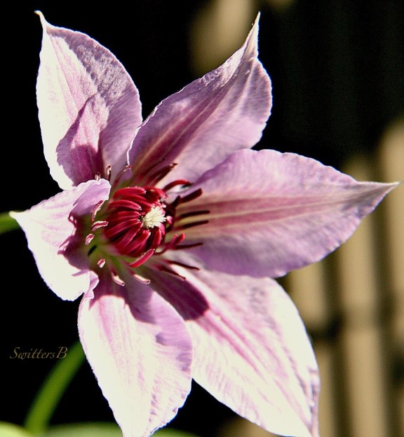 clematis-garden-photography-flowers-SwittersB