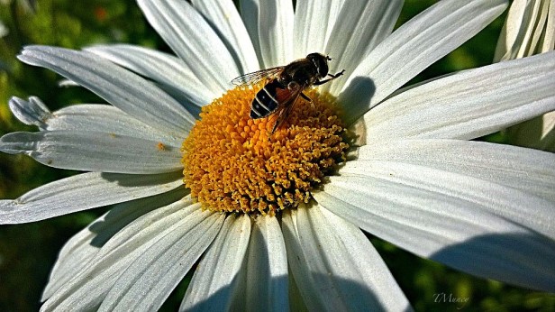 daisy-bee-flowers-macro-Tony Muncy-SwittersB