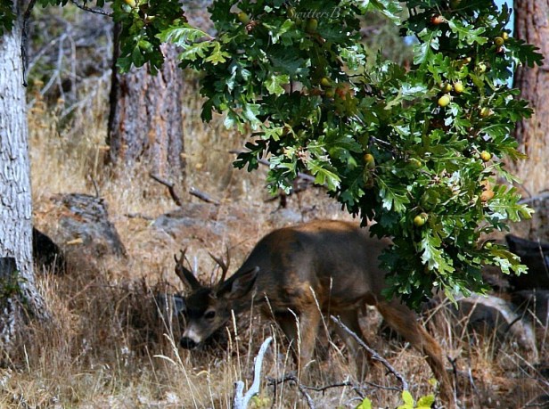 deer-grazing-photography-Oregon-nature-SwittersB