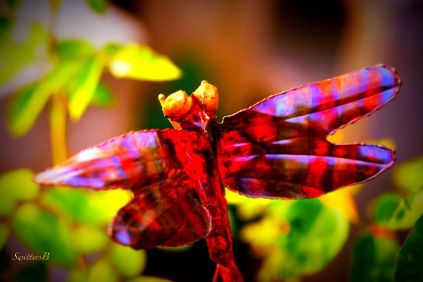 Dragon fly-Garden-Yard Art-Photography-SwittersB