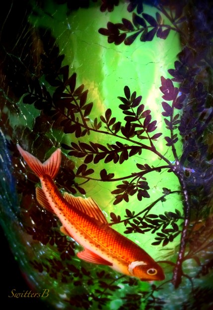 fish-glass vase-art-photography-SwittersB