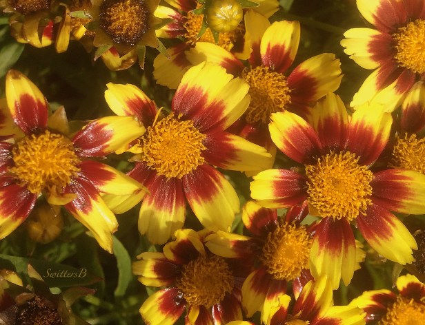 flowers-fresh paint-photography-garden-SwittersB