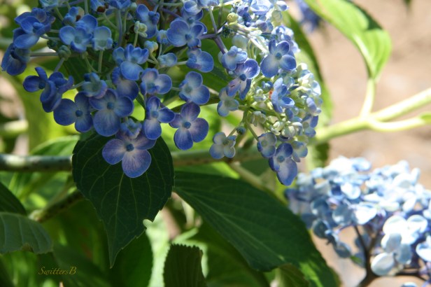 hydrangea-blue-flowers-garden-photography-SwittersB