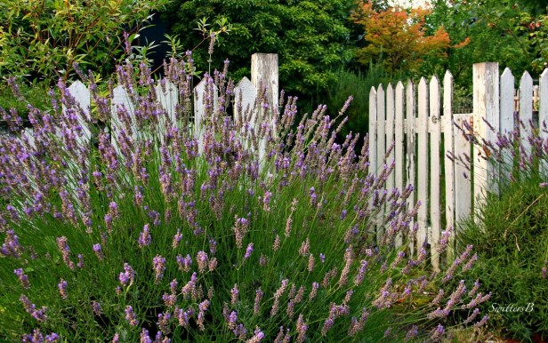 lavender-garden-gate-photography-SwittersB