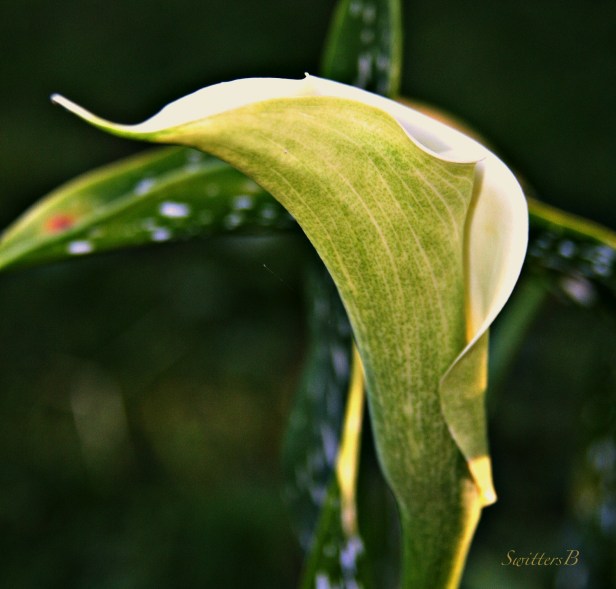 Lily-unfolding-flower-photography-SwittersB