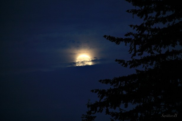 Moonrise-Moon-Fir Tree-Photography-SwittersB