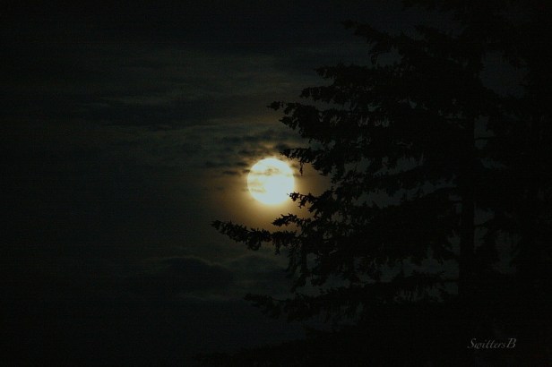 moonrise-Moon-Tree-clouds-photography-SwittersB