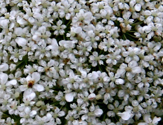 photography-flowers-SwittersB