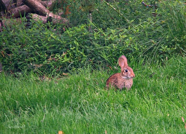 rabbit-lawn-nature-Oregon-photography-SwittersB
