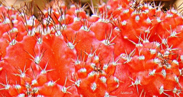 red cactus--SwittersB-photography-desert-nature