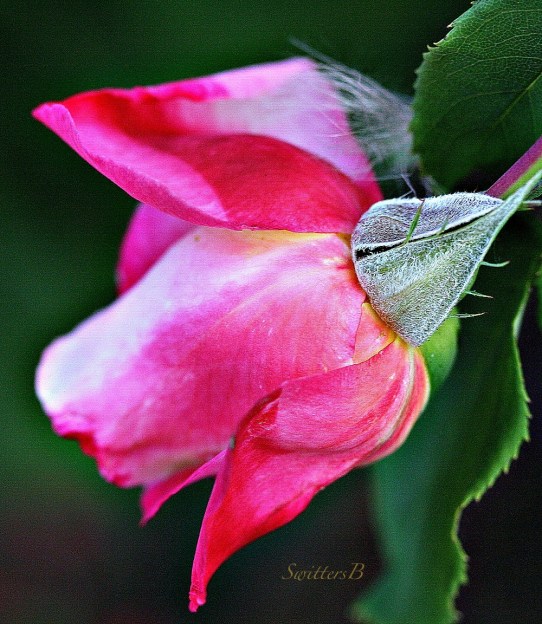 rose bud-rose-garden-photography-SwittersB