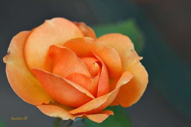 rose-peachy-flowers-gardening-macro-photography-SwittersB