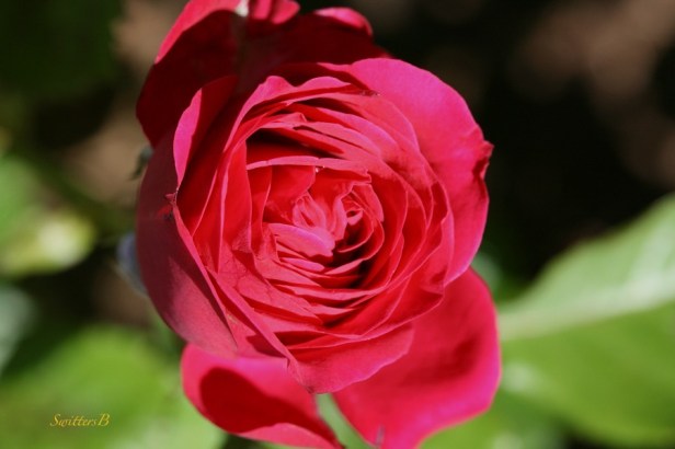 rose-red-petals-macro-flowers-photography-SwittersB