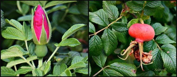 Rugosa Rose-Rose Hip-Heritage Rose-Macro-Photography-Gardening-SwittersB