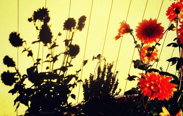 shadows-SwittersB-flowers-photography-dahlias