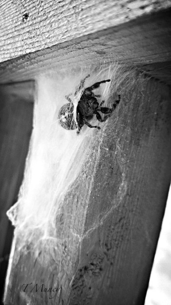 spider-Tony Muncy-web-photography-SwittersB