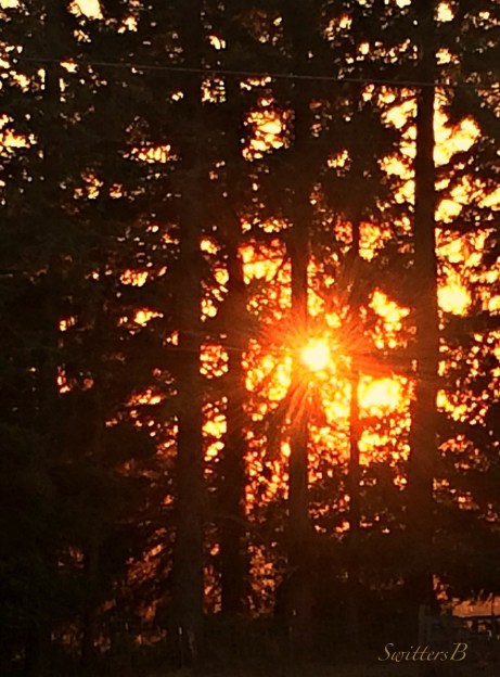 sunset-sunscreen-forest-Oregon-photography-SwittersB