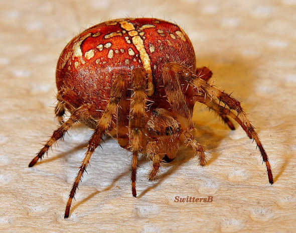 swittersb-spiders-nature-macro-photography
