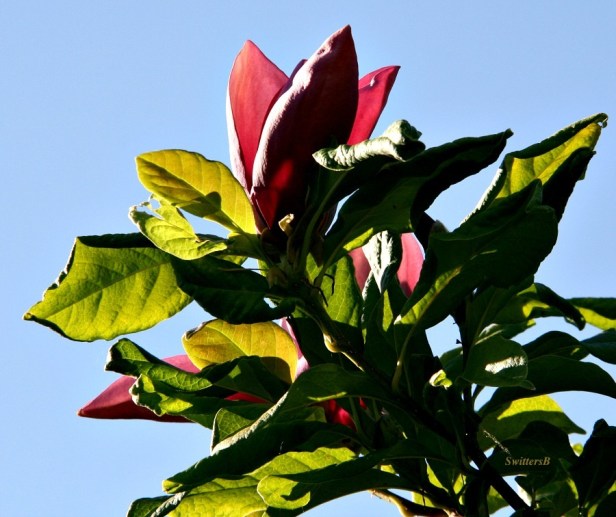 tree-tulips=photography-SwittersB