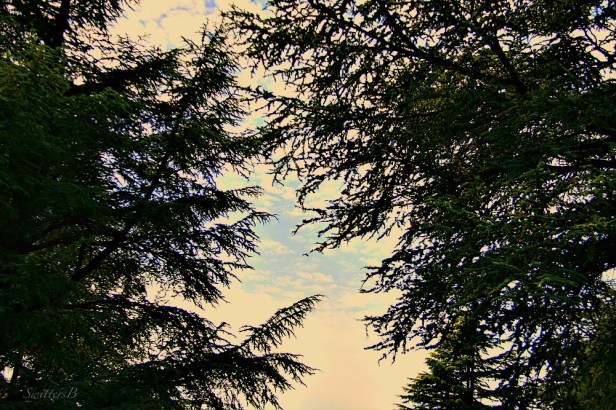 trees-photography-reaching out-nature-SwittersB