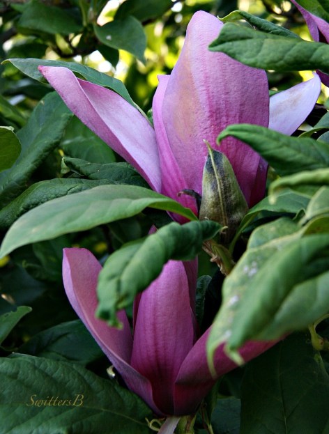 tulip-tree-photography-SwittersB