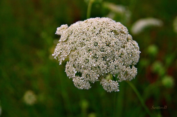 Weed-flowers-macro-photography-SwittersB