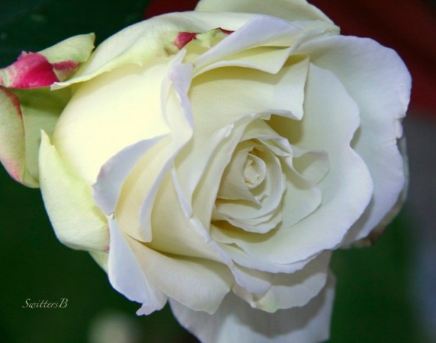 white rose-SwittersB-macro photography-garden